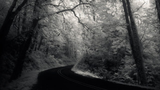 Black white road woods trees 2 - both side of it free wallpaper