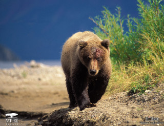 Brown bear dirt field forest - a dirt field next free wallpaper