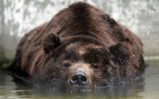 Bear laying water looking distance 2 - a bear free wallpaper