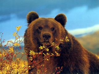 Brown bear field flowers blue - a field of flowers free wallpaper