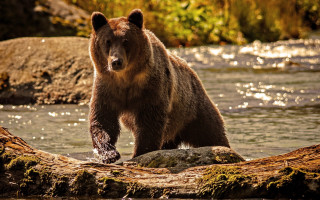 Brown bear log river forest - a brown bear free wallpaper