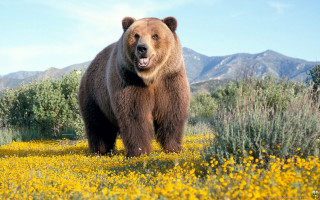 Brown bear yellow flowers mountains - a large brown bear free wallpaper