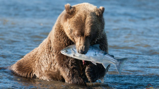 Bear holding fish mouth water 2 - a bear free wallpaper