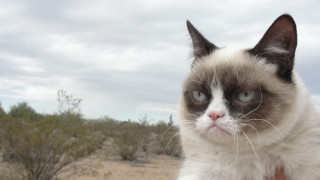 Cat blue eyes car seat - a portrait free wallpaper