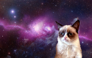 Cat purple blue background stars - full free wallpaper
