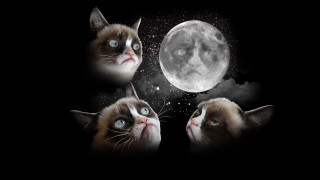 Three cats looking up moon - full moon free wallpaper