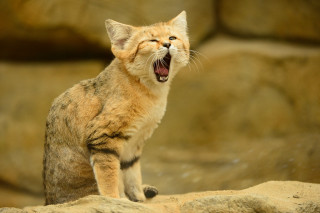 Cat yawns rock wall standing - a rock in front free wallpaper