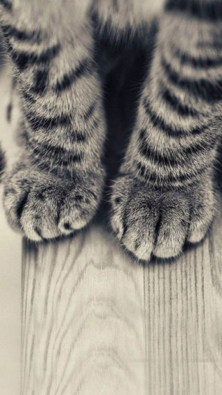 Cat paw wooden floor background - a macro photograph free wallpaper