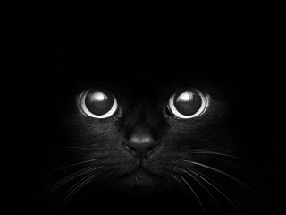 Black cat glowing eyes night 2 - a black cat free wallpaper