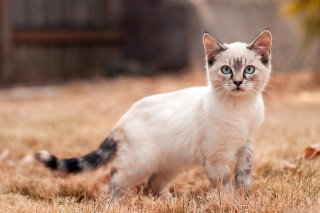 White cat blue eyes grass 2 - a white cat free wallpaper