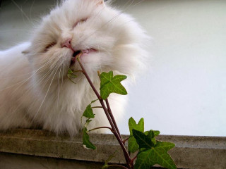 White cat smelling plant closed - a ledge free wallpaper