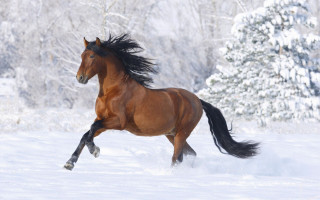 Horse running snow field forest - a picture free wallpaper