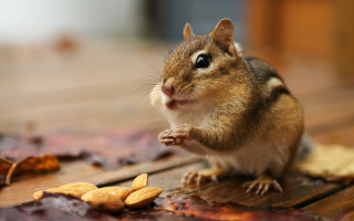 Chipmunk peanuts woodenfloor leaves blurry - a wooden floor free wallpaper