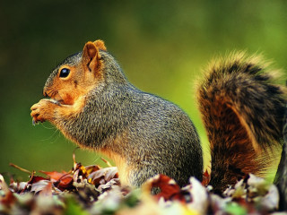 Squirrel eating nut field leaves 2 - leaf and grass free wallpaper