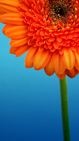Orange flower blue background green - a green stem in the foreground free wallpaper