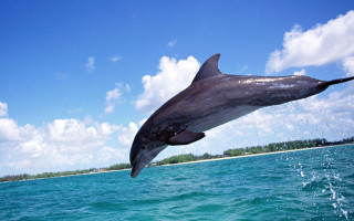 Dolphin jumping water sky background 3 - ocean free wallpaper