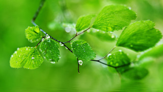 Green leaves water drops nature - a branch free wallpaper