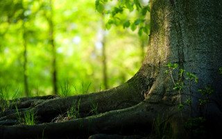 Exposed roots tree forest green 2 - the forest free wallpaper