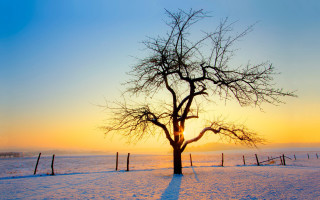 Tree snowy field sunset fence 2 - in the foreground free wallpaper