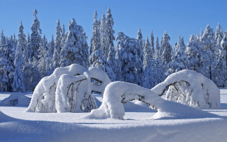 Snow covered field trees blue - ecological art free wallpaper