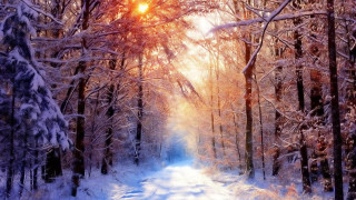 Snowy path forest sunlight trees 6 - the ground and the ground free wallpaper