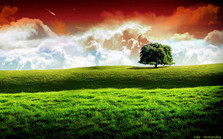 Lone tree grassy hill cloudy 7 - a lone tree free wallpaper