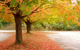 Trees road leaves ground sign - the side of the road free wallpaper