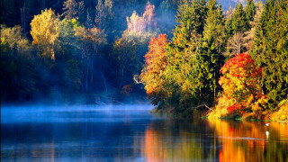 Lake trees birds water ducks - a few bird free wallpaper