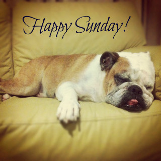 Dog couch happy sunday message - free holidays wallpaper