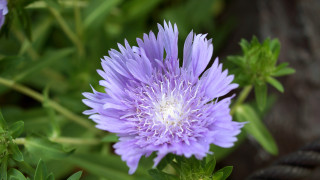Purple flower white center green 2 - green leaf and stems free wallpaper
