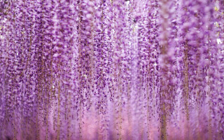 Purple flowers hanging ceiling building - lot free wallpaper