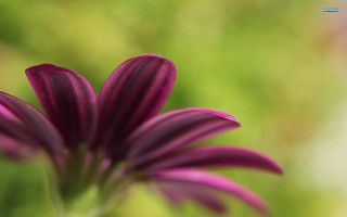 Purple flower closeup blurry background 7 - a purple flower free wallpaper