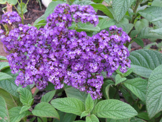 Purple flowers garden green leaves 3 - domirinic fegallia free wallpaper