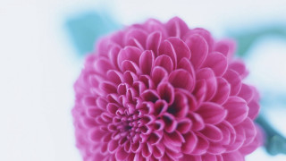 Pink flower green stem petals - the top of it free wallpaper