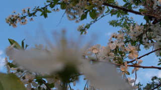 Tree white flowers green leaves 2 - a blue sky in the background free wallpaper for desktop