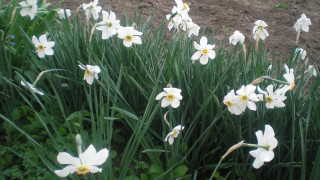 White flowers field butterfly bouquet - white flower free wallpaper for desktop
