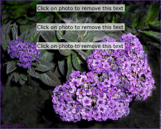 Purple flower click remove text - a purple flower free wallpaper