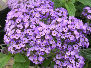 Purple flowers pot ground blooming - incoherent free wallpaper