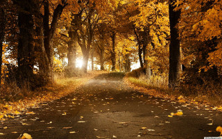 Road trees leaves sunlight nature - the ground and the sun free wallpaper