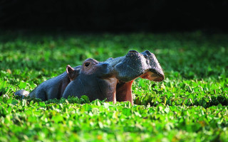 Hippo laying grass head mouth - its head free wallpaper