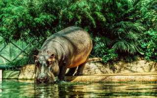 Hippo standing water fence trees - near free wallpaper