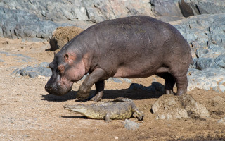 Hippo crocodile zoo enclosure dirt - andries both free wallpaper
