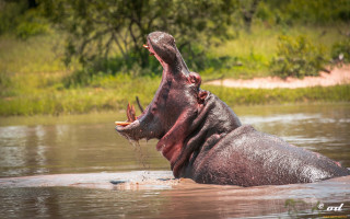 Hippopotamus water mouth open bird - its mouth free wallpaper