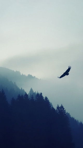 Bird flying forest fog mist - cloudy free wallpaper