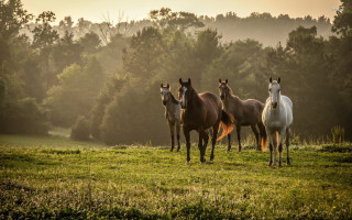 Horses field grass trees background - tonalism free wallpaper