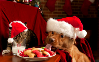 Dog cat santa hats cookies - santa hat free wallpaper