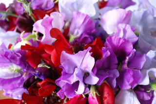 Purple red flowers vase tabletop - cornelia parker free wallpaper