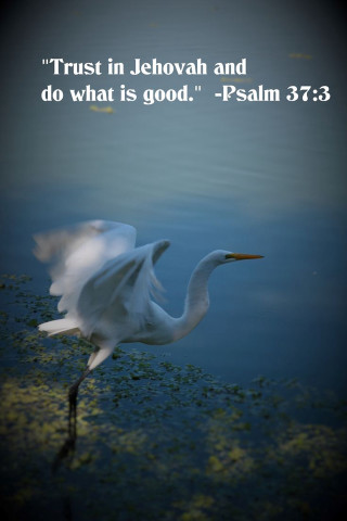 White bird over water bible - naturalism free wallpaper