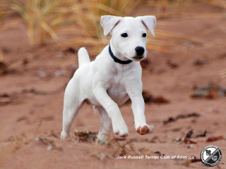 White dog sandy field shiba - animal photography free wallpaper