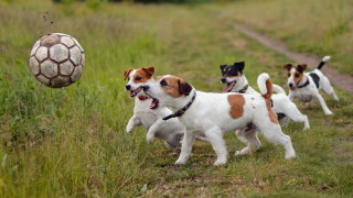 Dogs running field soccer ball - incoherent free wallpaper